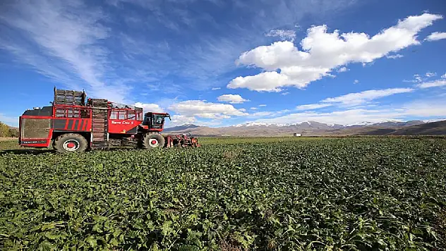 Erzurum'da şeker pancarında ekim alanı arttı, çiftçi bereketle gülüyor!