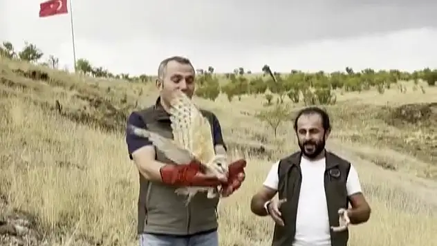 Erzurum'da tedavi edilen peçeli baykuş doğaya geri salındı