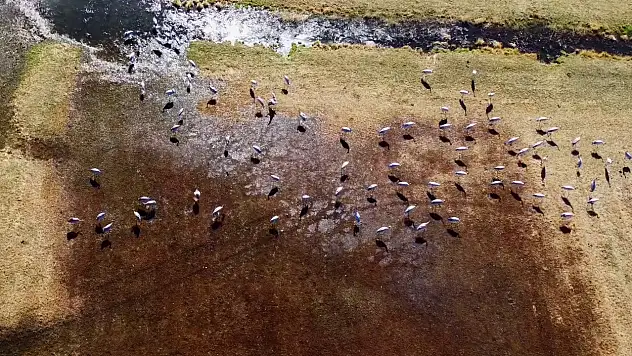 Erzurum'da Turnalar Mola Verdi Doğa Turizmi İçin Önemli Nokta