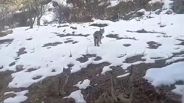 Erzurum'da vaşakların koruma altına alınması talep ediliyor