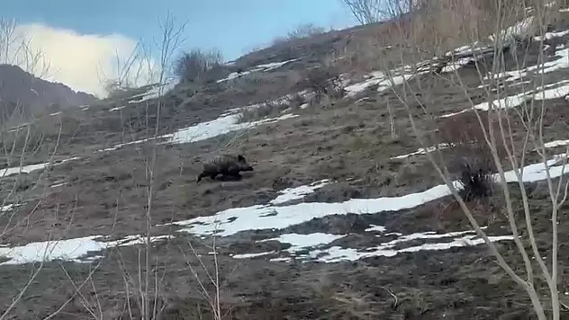 Erzurum'da yavru yaban domuzu sürüsünden koptu