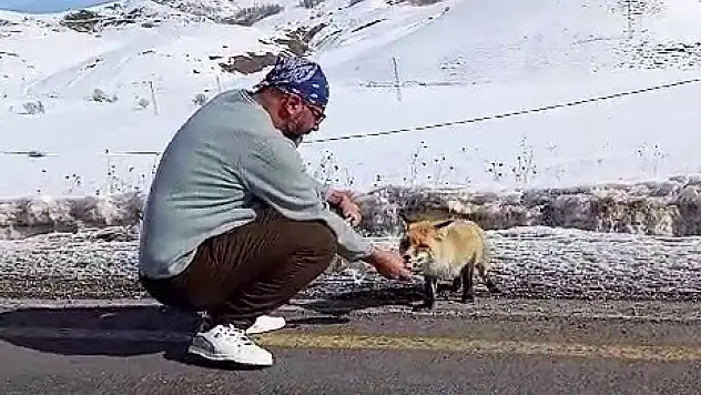 Erzurum'da yol kenarında gördüğü tilkiyi eliyle besledi