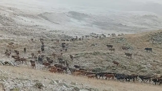 Erzurum'un Oltu ilçesinde çobanlar kar arasında zorlu günler geçiriyor