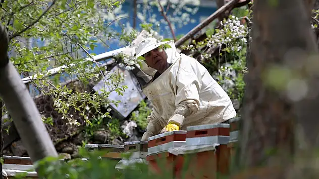 Erzurumlu kadın arıcıdan örnek başarı hikayesi: 'Ölene kadar devam edeceğim'