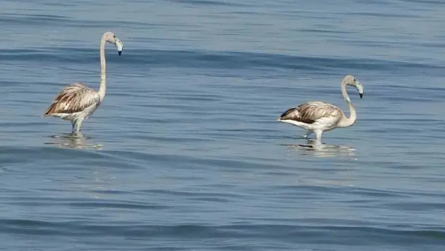 Flamingolar Van Gölü'nde ilk kez İskele Mahallesi sahilinde konakladı