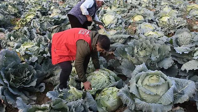 Gençlerle Lahana Hasadı Heyecanı