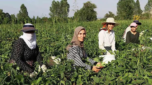 Gevaş Fasulyesi'nin Değeri Girişimci Kadınlarla Büyüyor