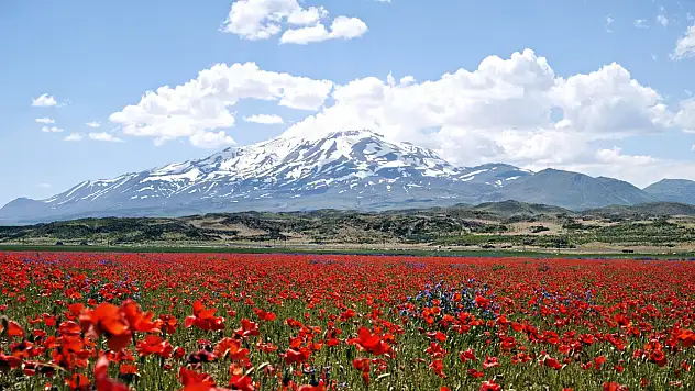 Gülistan Ovası gelinciklerle renklendi, Süphan Dağı manzarası büyüledi