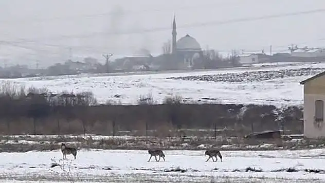 Gündüz vakti Kars'ta evlere inen kurt sürüsü, öğrencileri tedirgin etti!