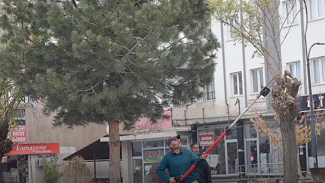 Güroymak'ta Kış Budama Çalışmaları Başladı