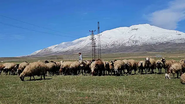 Havanın ısınmasıyla hayvan sahipleri rahat nefes aldı