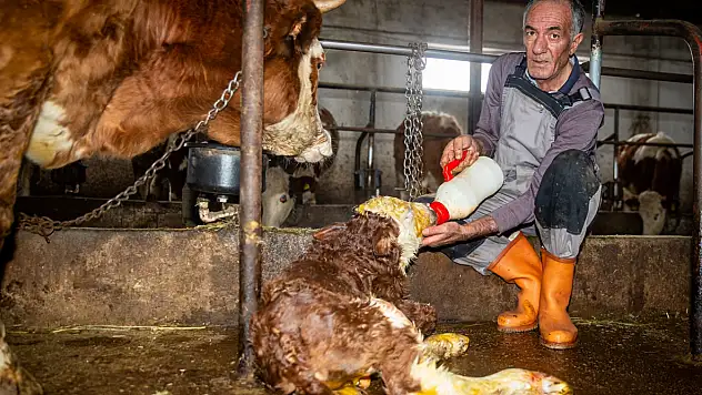 Hayvancılığı bırakmanın eşiğindeydi, destekle üretimi üçe katladı