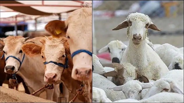 Hayvancılıkta rakamlar yukarı yönlü seyretti