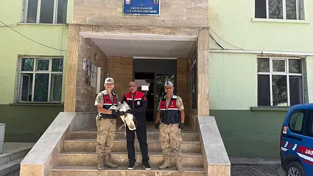 Hınıs'ta yaralı bulunan nesli tükenmekte olan Toy Kuşu kurtarıldı