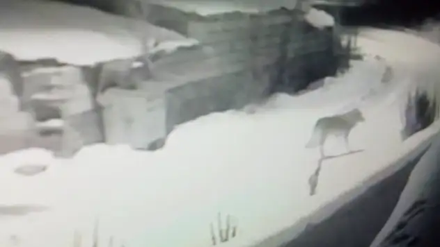 İbiş Köyü'nde gece sessizliğini kurtlar bozdu