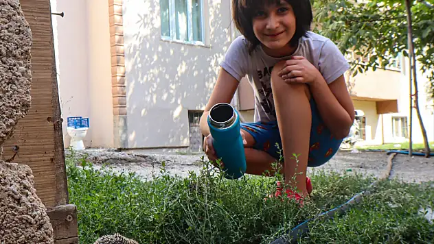 Iğdır'da 35 derece sıcakta susayan yavru kirpinin yardımına 10 yaşındaki Yekda koştu