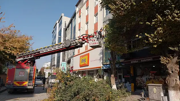 Iğdır'da Ağaç Budama Çalışmaları Sürüyor