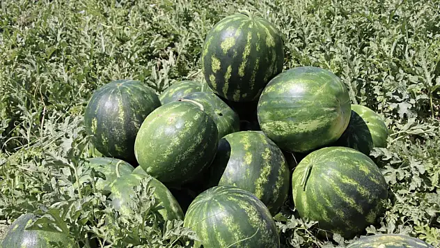 Iğdır'da Karpuz Hasadı Başladı, Protokol Üyeleri Toplamaya Katıldı