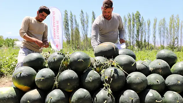 Iğdır'da karpuz hasadı başladı