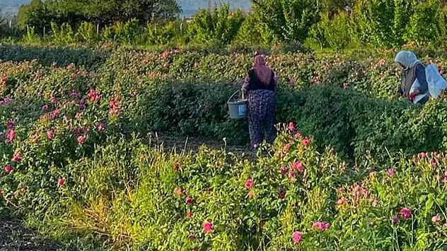 Iğdır'da Kızıl Gül Hasadı: Avos Organics ile Dünya Pazarına Açılıyor
