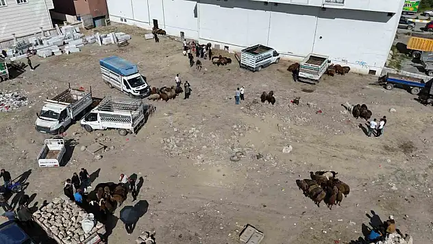 Iğdır'da Kurban Bayramı öncesi kurbanlık yoğunluğu havadan görüntülendi