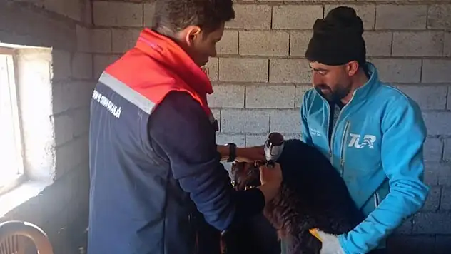 Iğdır'da kuzular aşılanıyor, kimliklendiriliyor