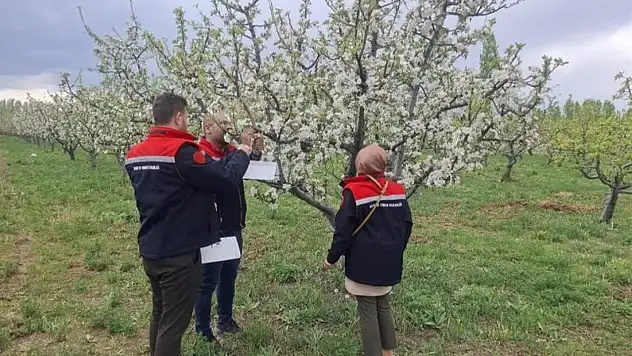 Iğdır'da meyve verimi için zararlılara karşı delta tuzakları kuruldu!