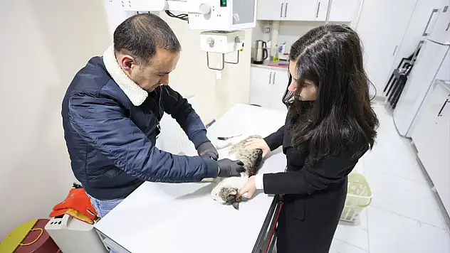 Iğdır'da sokakta bulunan felçli kedi tedavi altına alındı