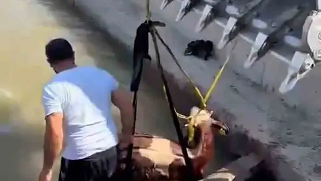 Iğdır'da Su Kanalında Sıkışan İnek, Kepçe ile Kurtarıldı