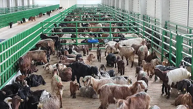 İkinci dönem hayvancılık destek başvuruları başladı!
