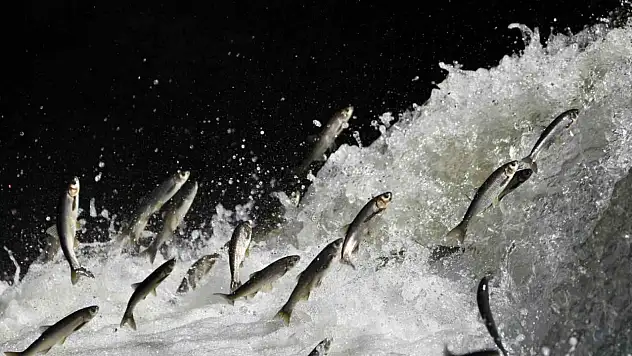 İklim Değişikliği İnci Kefalini Tehdit Ediyor, Akarsuların Azalması Geçim Kaynağını Sarsabilir