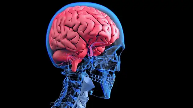 İnsan beyni gerçekten ne zaman olgunlaşıyor? Araştırmadan çarpıcı sonuç