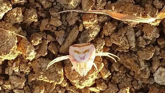 İnsan yüzlü örümcek nerede yaşar, Türkiye'de var mı? İnsan yüzlü örümcek gerçek mi?