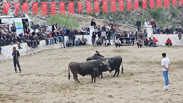 İspir'de boğa güreşlerinde tartışma kavga oldu, olay güvenlik güçleriyle kontrol altına alındı