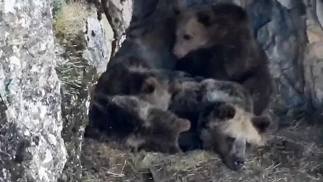 İspir'de kış uykusunda görülen ayı ailesi ilginç görüntülerle kaydedildi