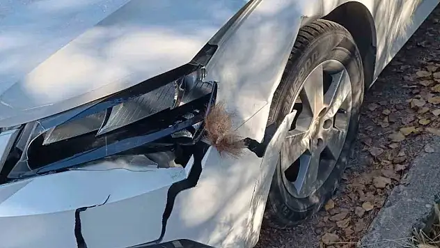 İspir'de yola çıkan boz ayı, otomobile çarptırdı sürücü şokta!