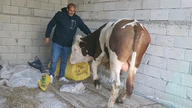 İzmir'den döndü, Diyadin'de besiciliğe başladı