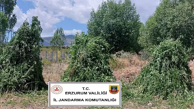 Jandarma Ekiplerinden Kenevir Şoku Büyük Operasyon Gerçekleşti