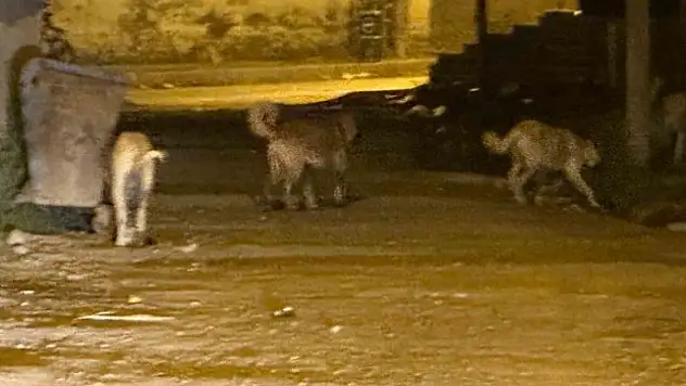 Kağızman'da sokak köpeği sayısı artıyor, vatandaşlar güvenlikten endişeli!
