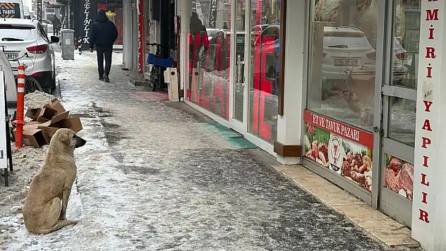 Kar ve ayazın ortasında bir bakış: Ağrı'da yürek burkan anlar