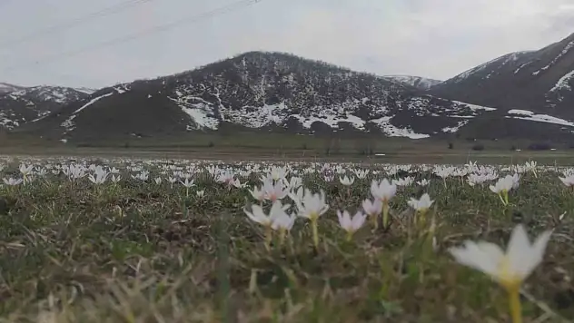 Kardelenler Van dağlarını beyaza bürüdü