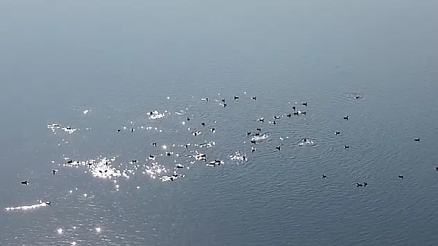 Kars Baraj Gölü, göçmen kuşların yeni tuğlası oldu