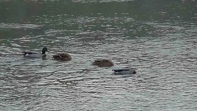 Kars Çayı'nda Yüzlerce Yabani Ördek Yemlenirken Görüntülendi