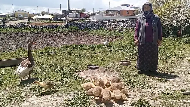 Kars'ın kazları artık altınla yarışıyor, sofraların yıldızı değerleniyor!