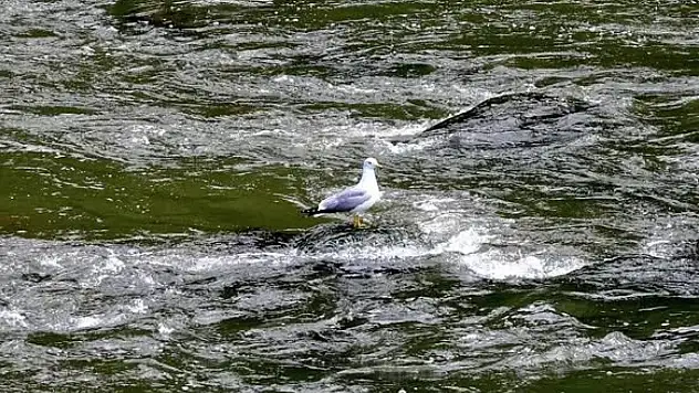 Kars'ın Saklı Güzelliği: Akyaka Kanyonu Doğa Tutkunlarını Bekliyor