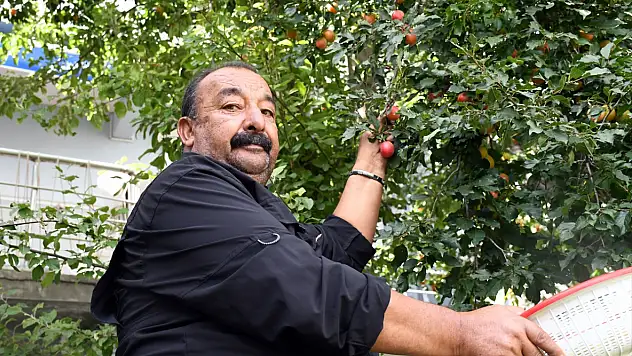 Kars'ın yüksek rakımında meyve bereketi: Bir ağaçtan 300 kilograma kadar erik çıktı
