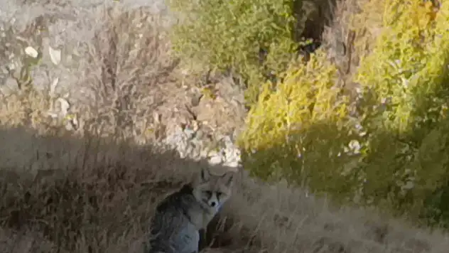Kars Kalesi'nde yiyecek arayan kızıl tilki kameralara yakalandı