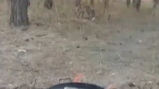 Kars'ta aç kalan tilkiler yerleşim yerlerine inerek vatandaşlarla buluştu