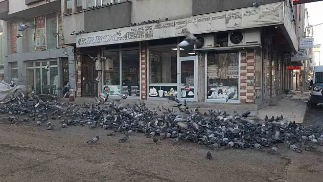 Kars'ta bir esnaf önce kuşları besliyor sonra işine başlıyor