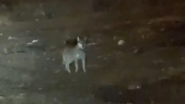 Kars'ta gecenin sürprizi: Sokaklarda dolaşan kurt görüntülendi!